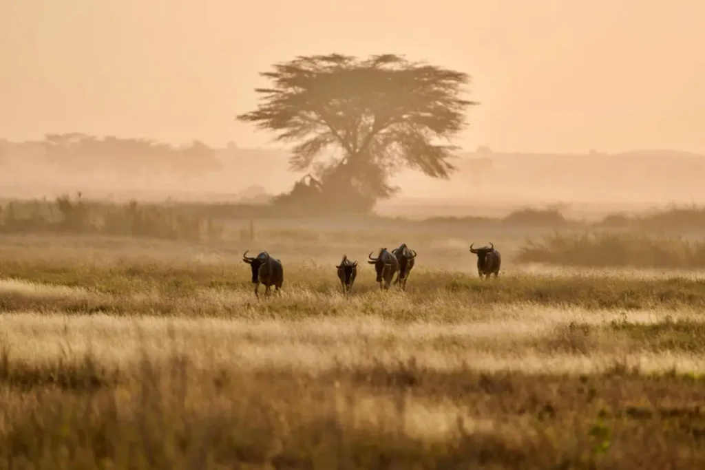 gnus 2 - Wakari Africa Safaris
