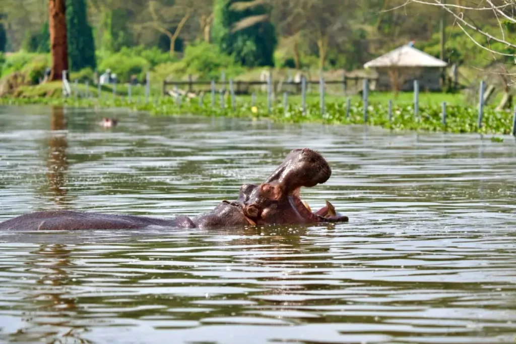 hippo - Wakari Africa Safaris