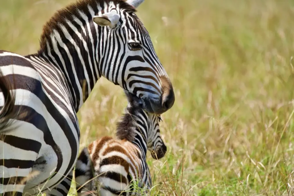 mama toto - Wakari Africa Safaris