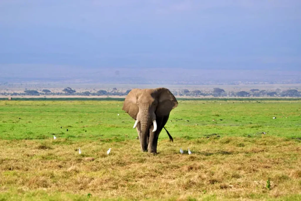 ndovu - Wakari Africa Safaris
