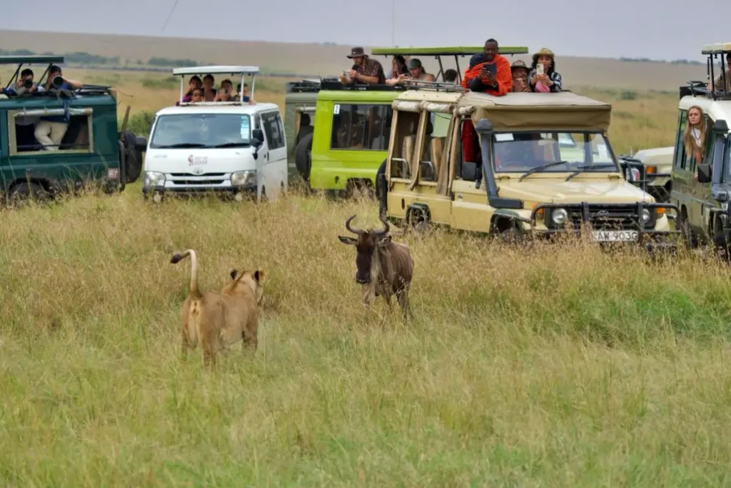 vis a vis - Wakari Africa Safaris