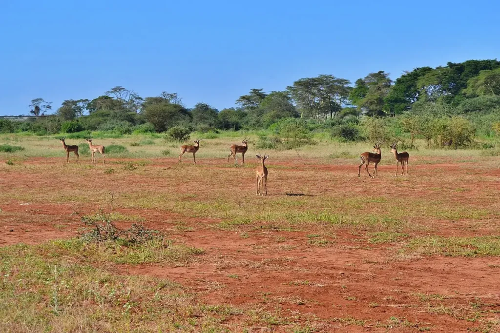 1200px-Aepyceros_melampus_group_near_the_Voyager_Ziwani_Safari_Camp_on_the_edge_of_the_Tsavo_West_National_Park_near_Ziwani_Kenya - Wakari Africa Safaris