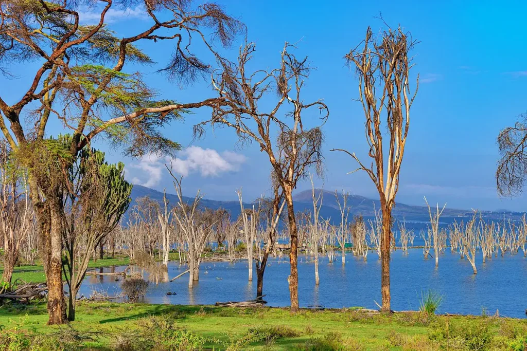 1200px-Lake_Nakuru_National_Park_Kenya_53196276070 - Wakari Africa Safaris