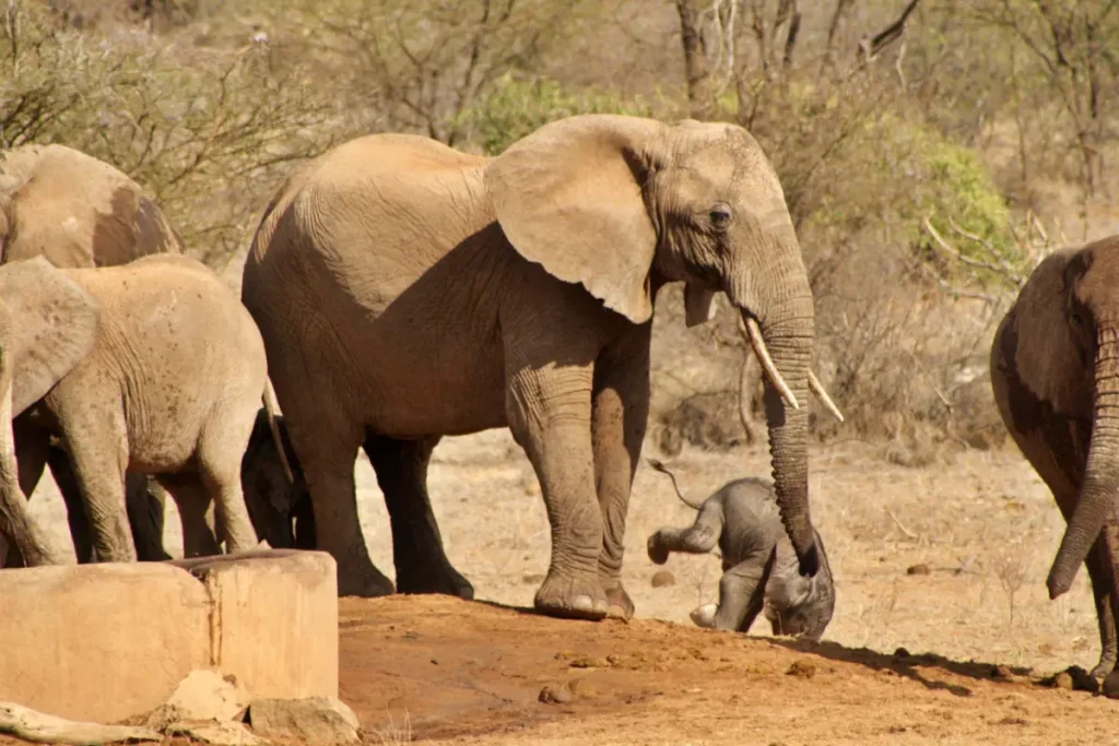 176271_1296463989201_1758405790_551112_86352_o - Wakari Africa Safaris