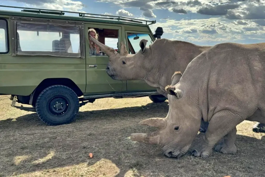 Asilia Ol Pejeta Bush Camp Rhino experience_1 - Wakari Africa Safaris