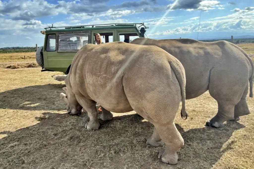 Asilia Ol Pejeta Bush Camp Rhino experience_2 - Wakari Africa Safaris