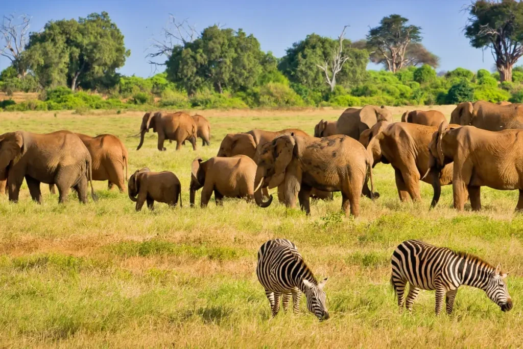 Conservation-Australia-Header-1 - Wakari Africa Safaris