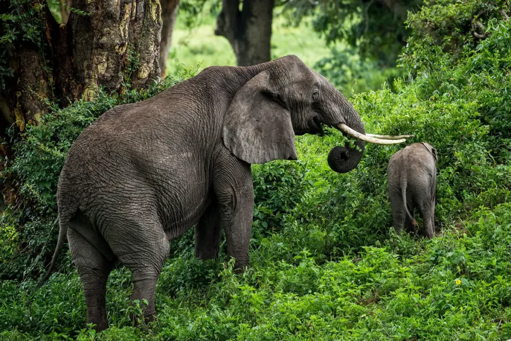 Gibbs-Farm-Tanzanian-safari-elephant - Wakari Africa Safaris