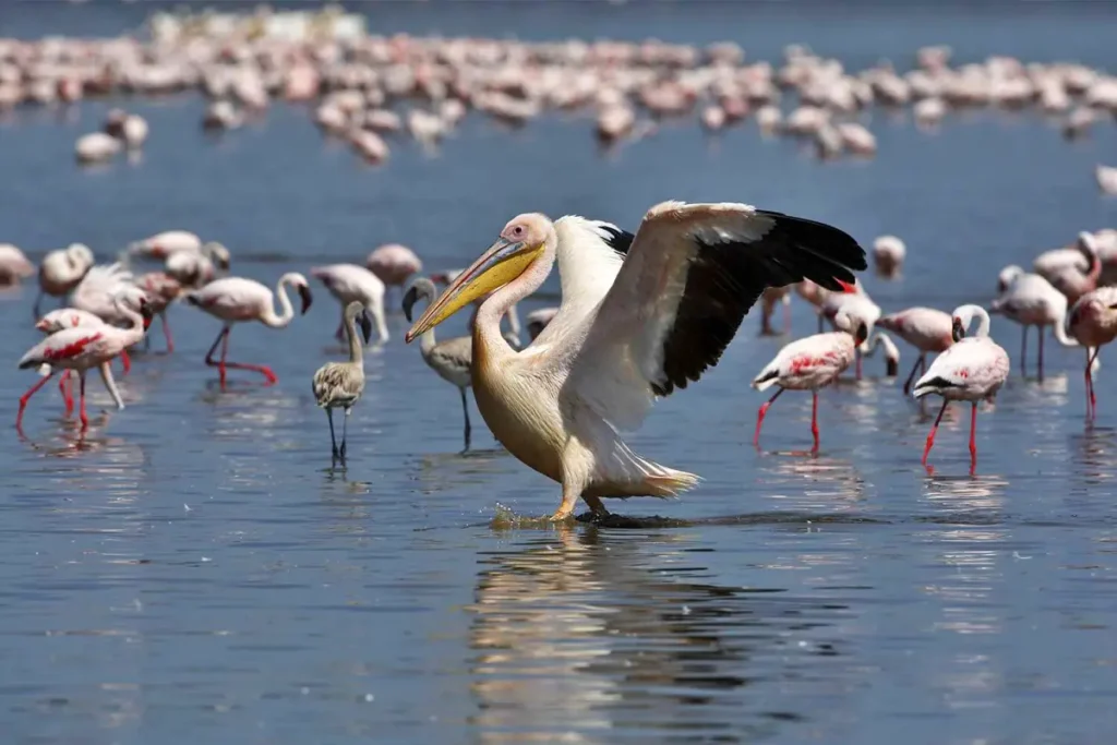 Manyara Lake - Wakari Africa Safaris