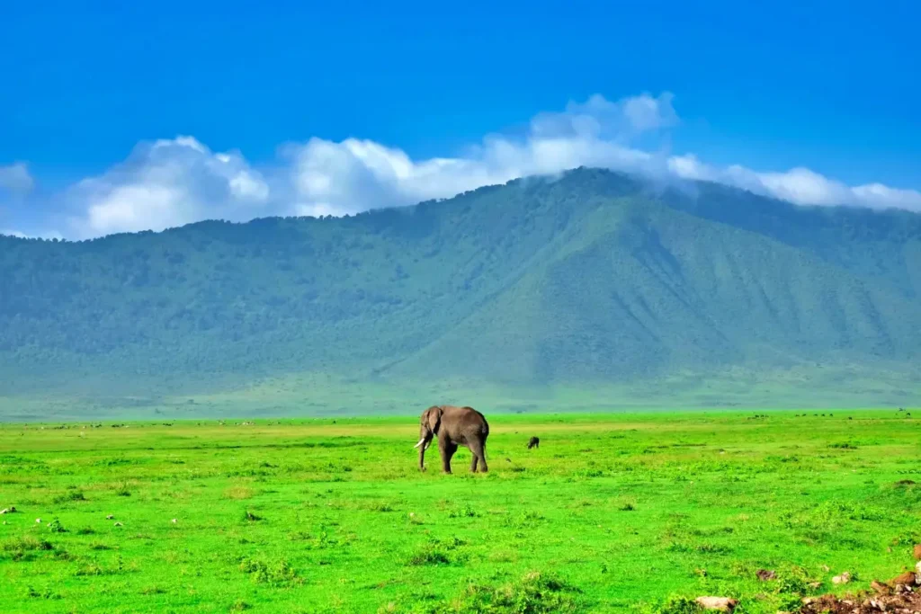 Ngorongoro-Crater-Safari1-scaled - Wakari Africa Safaris