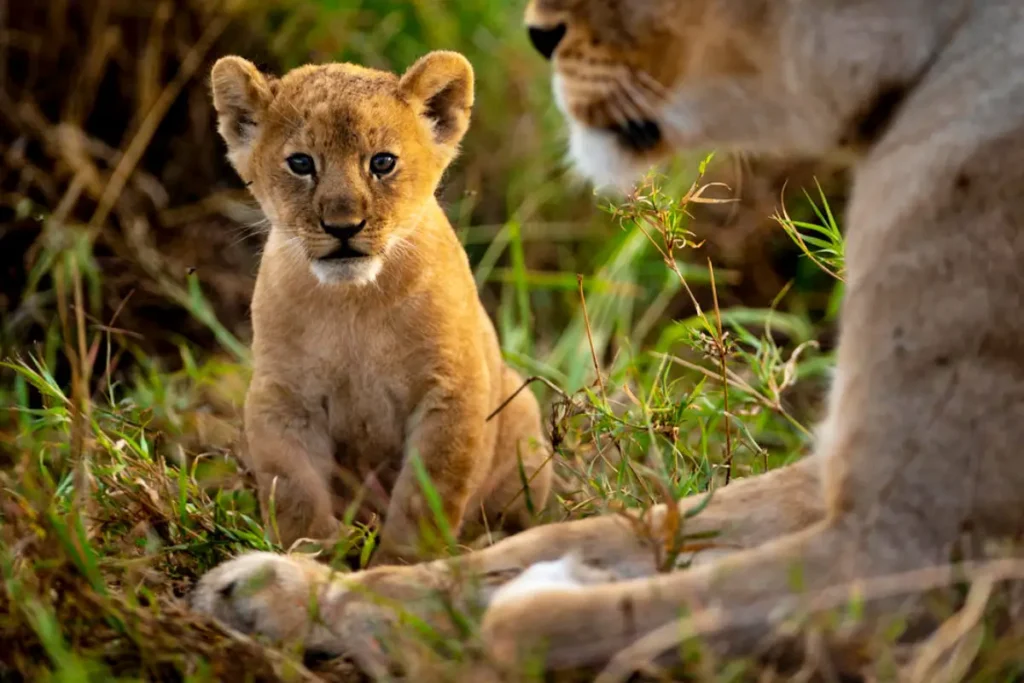 butamtam_pride_i_singita_grumeti_i_ross_couper_1_1 - Wakari Africa Safaris