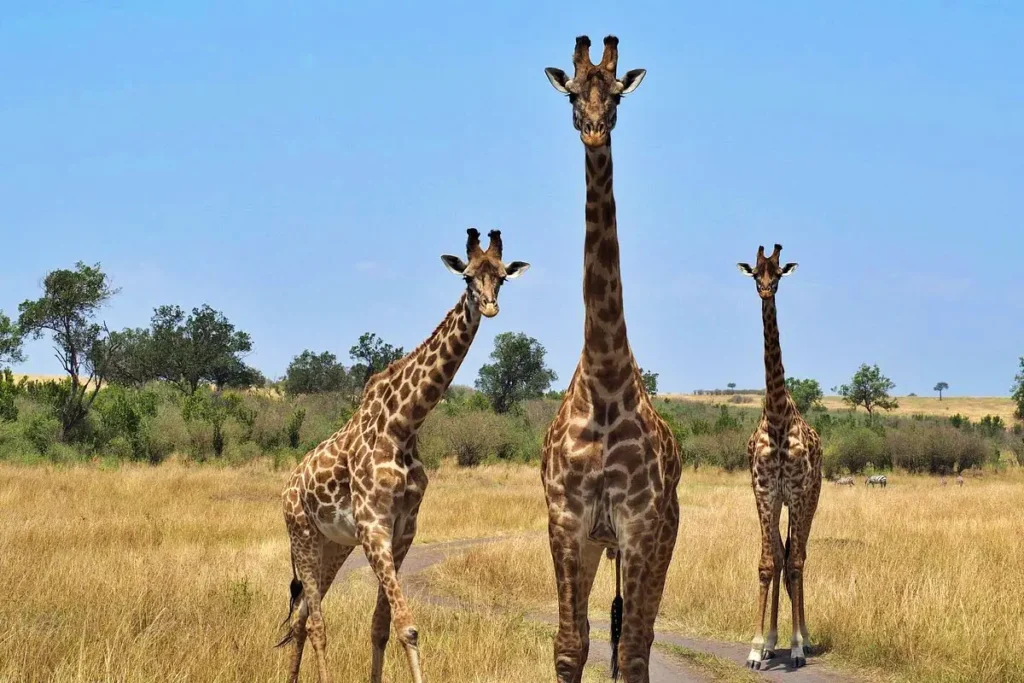 caption - Wakari Africa Safaris