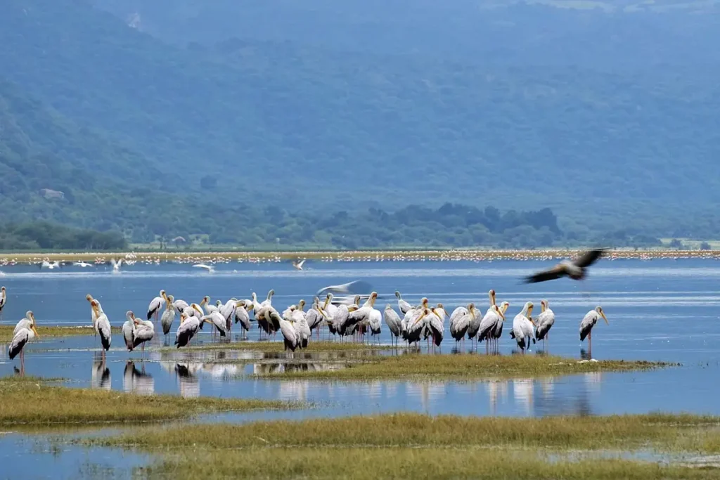 destinations-tanzania-lakemanyara - Wakari Africa Safaris