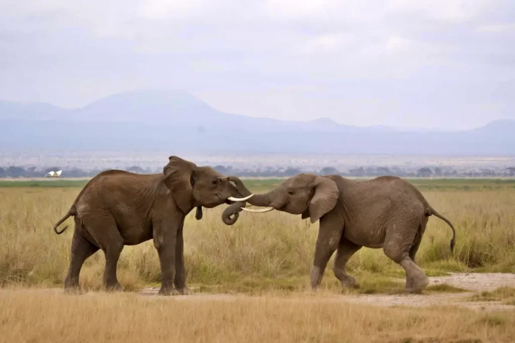 ele fight - Wakari Africa Safaris