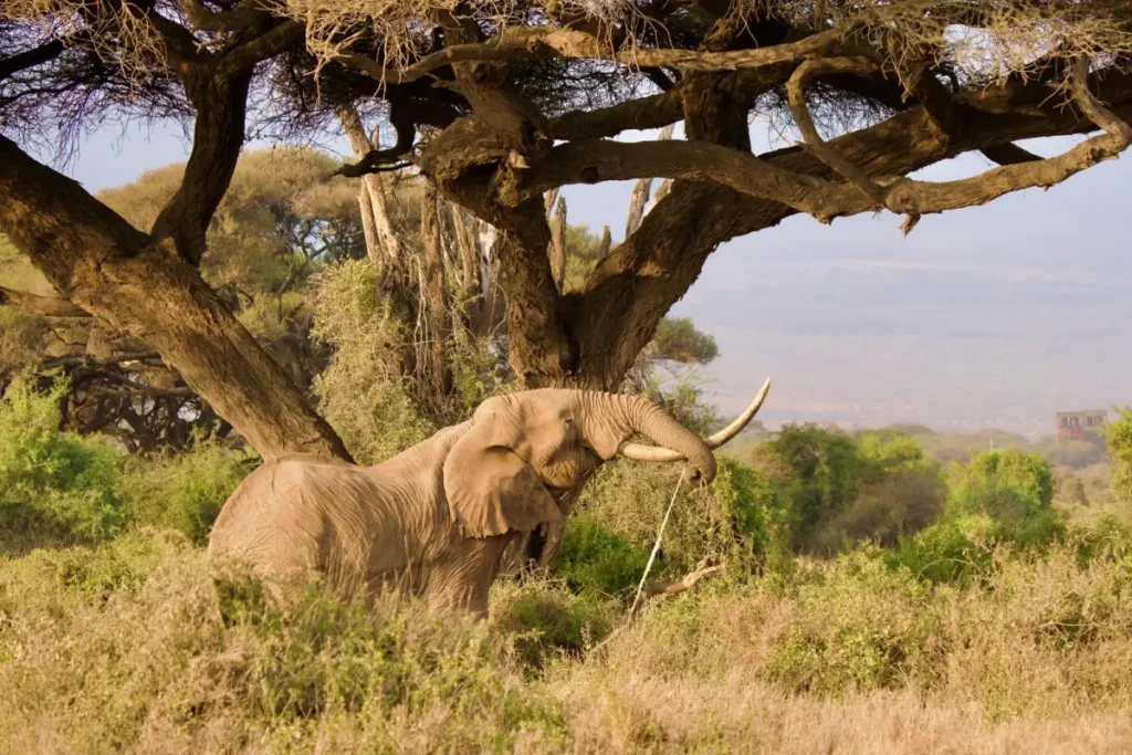 elep - Wakari Africa Safaris