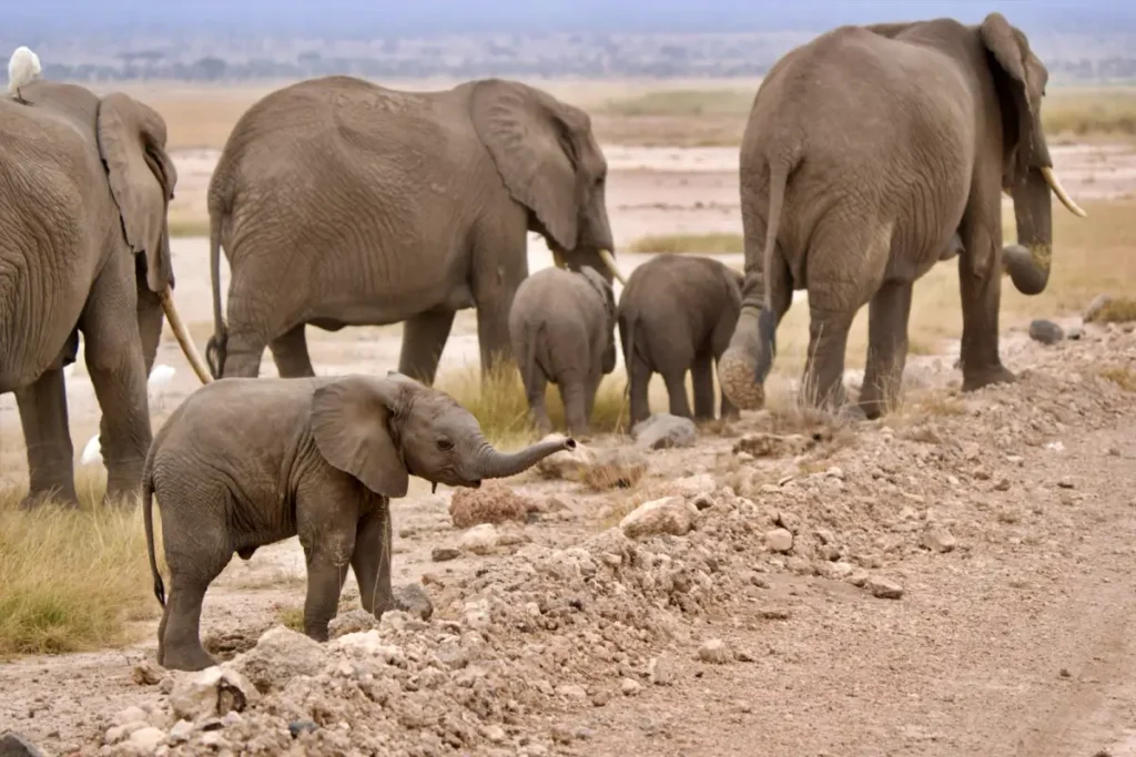 elephant - Wakari Africa Safaris