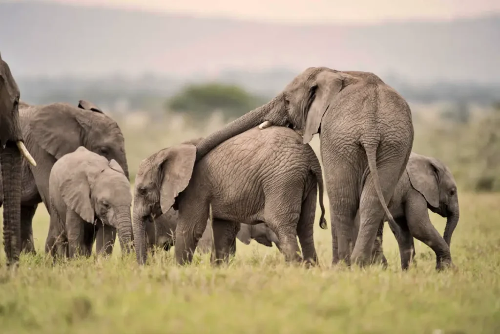 elephant___singita_grumeti_reserve___ross_couper_5 - Wakari Africa Safaris