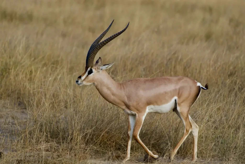 grant - Wakari Africa Safaris