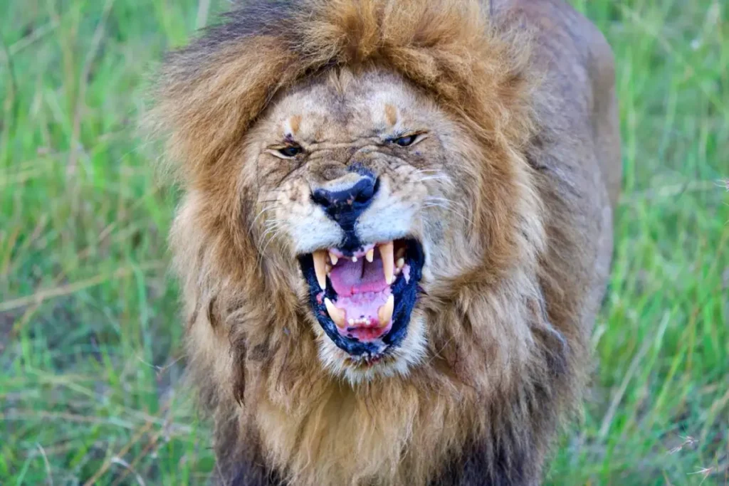 kichwa - Wakari Africa Safaris