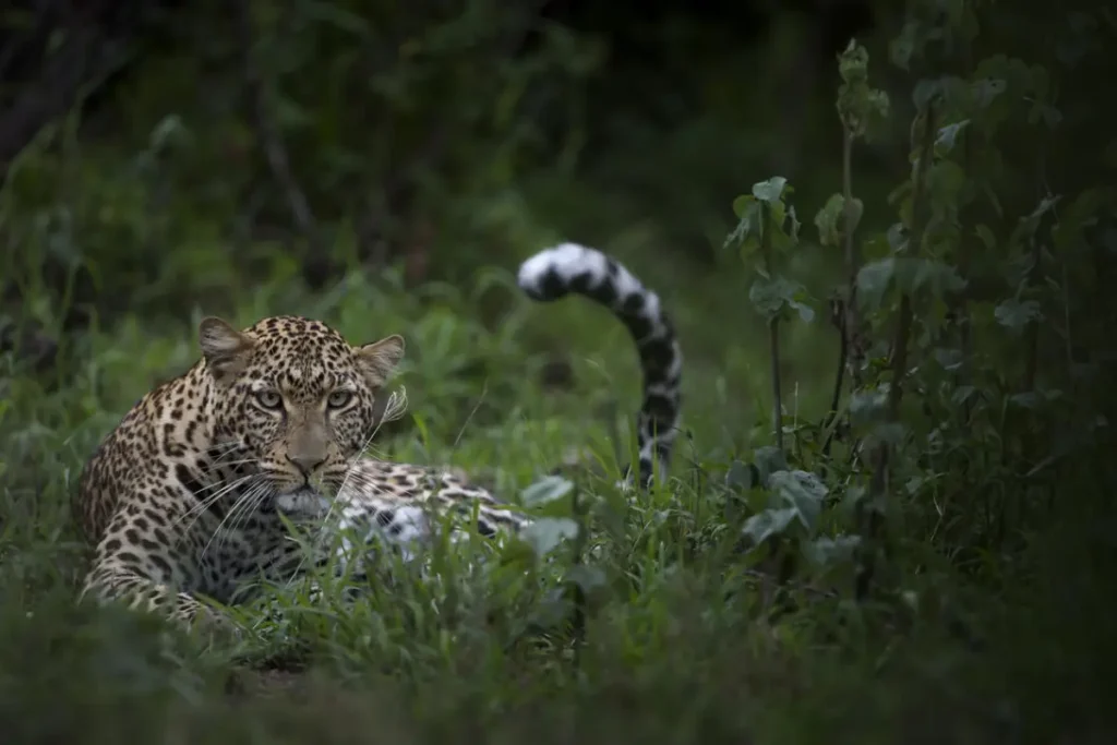 leopard___singita_grumeti_reserve___ross_couper_2 - Wakari Africa Safaris