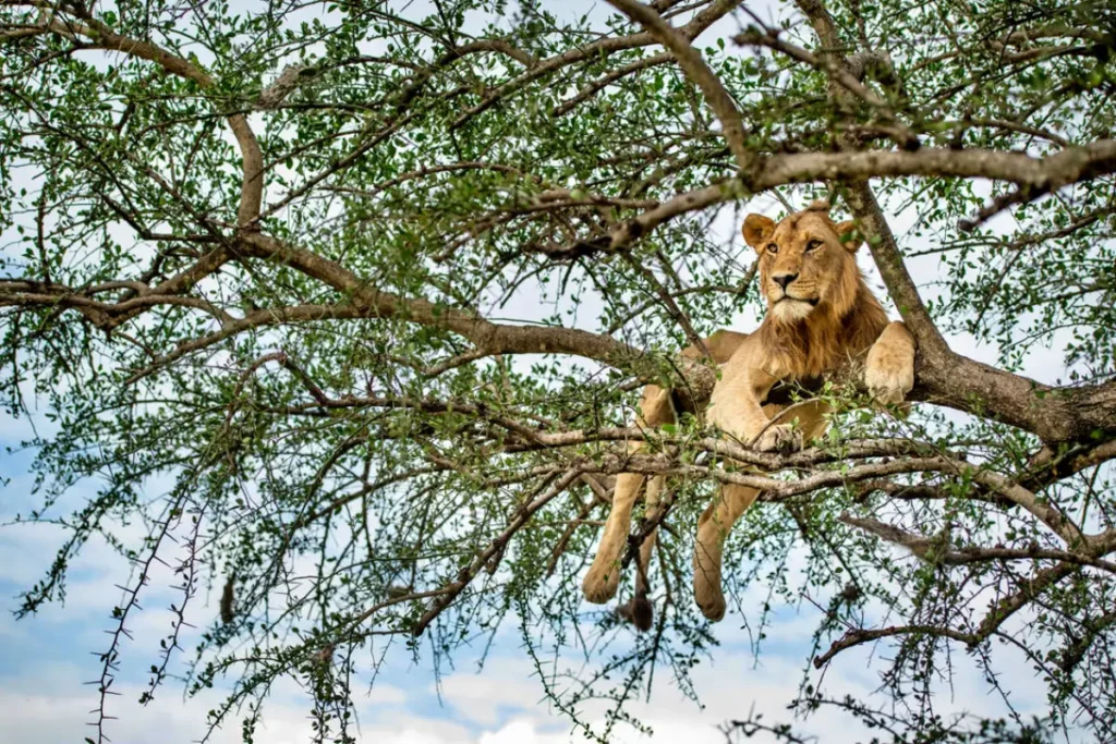 lion___singita_grumeti_reserve___ross_couper_370 - Wakari Africa Safaris