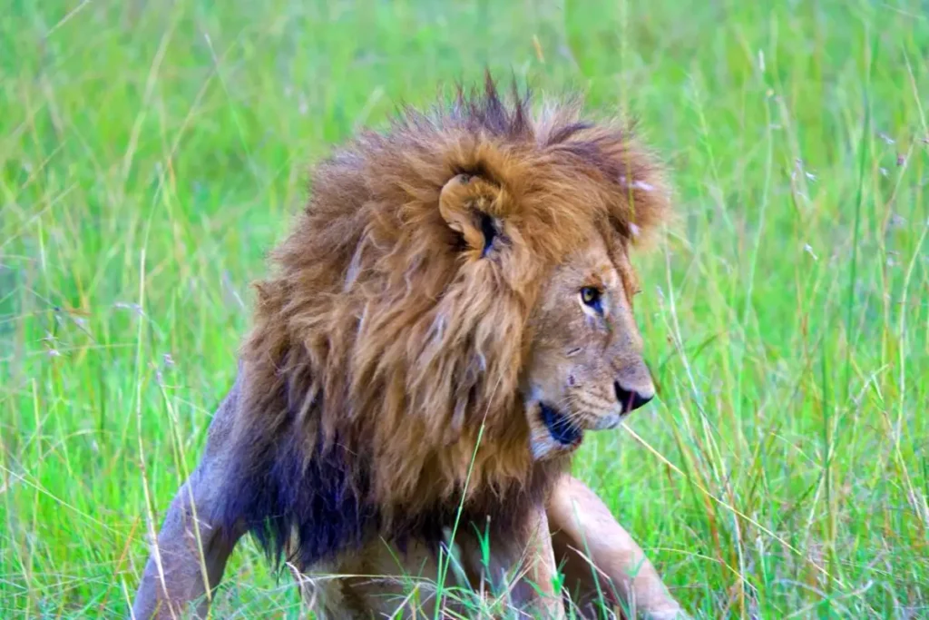 mufasa - Wakari Africa Safaris