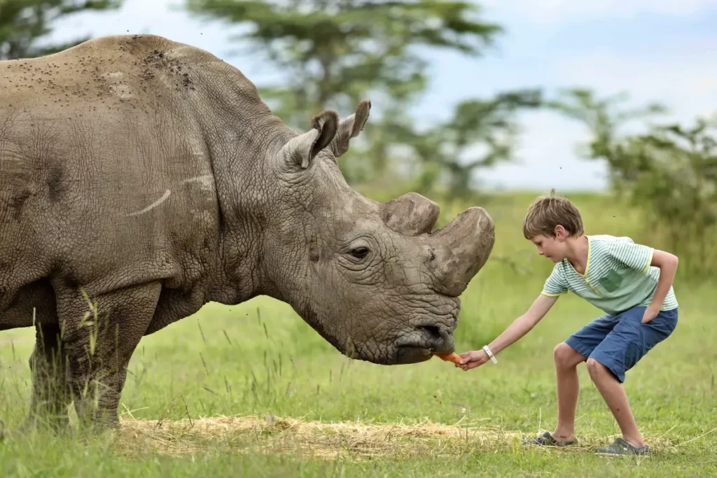 opbc-eeding-rhino2 - Wakari Africa Safaris