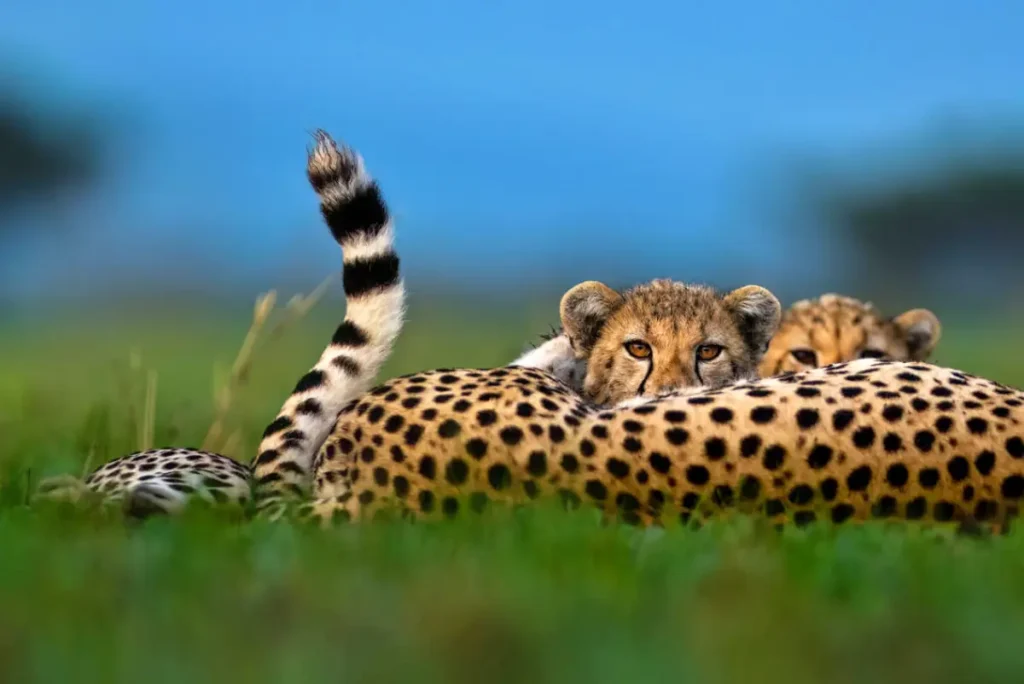 sgr_wildlife_cheetah_and_cubs_ross_couper_1_3 - Wakari Africa Safaris