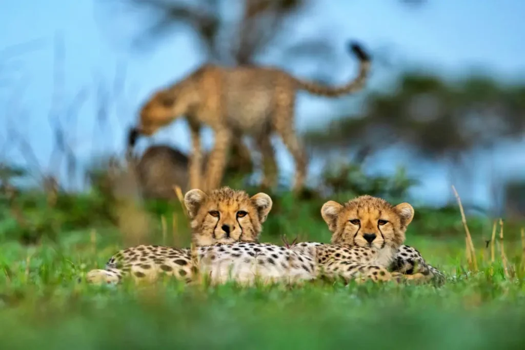 sgr_wildlife_cheetah_may_2023_ross_couper__sg23086 - Wakari Africa Safaris
