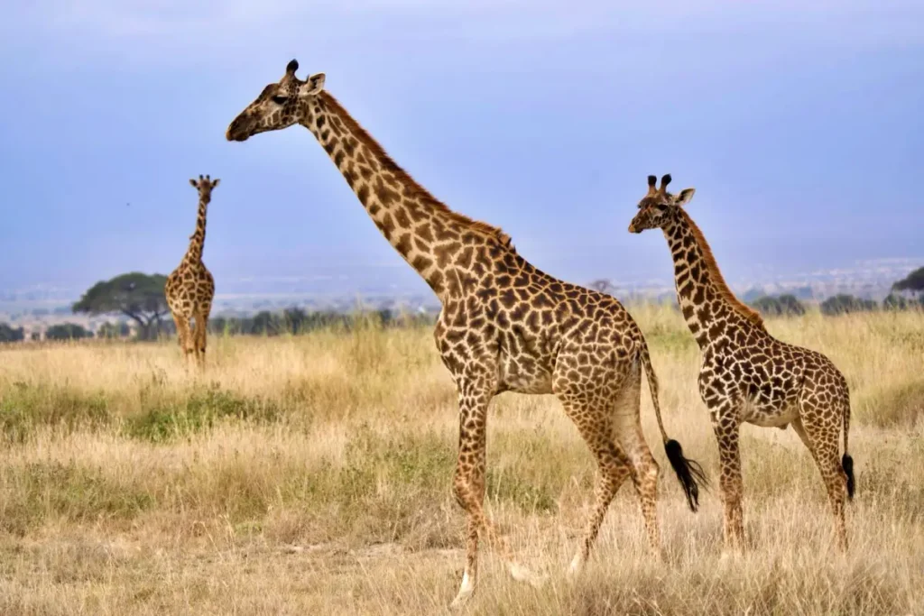 shingo - Wakari Africa Safaris