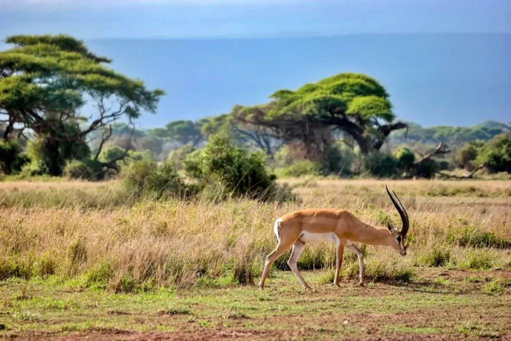 shutterstock_626043218 - Wakari Africa Safaris