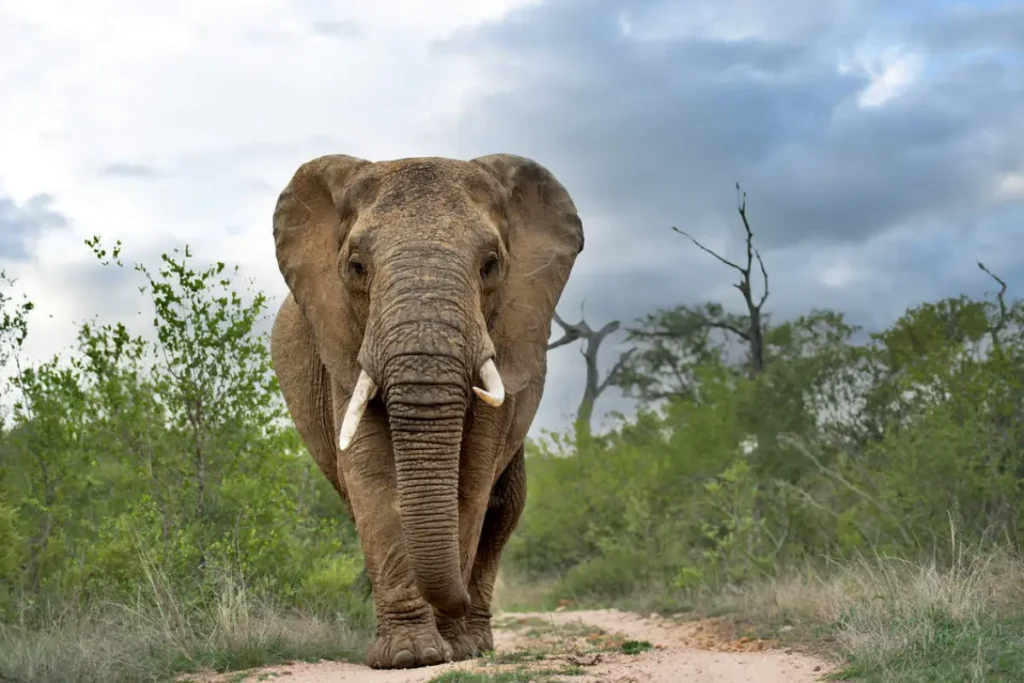 sknp_wildlife_elephant_bull_may_2023_ross_couper_knp_5369-edit - Wakari Africa Safaris