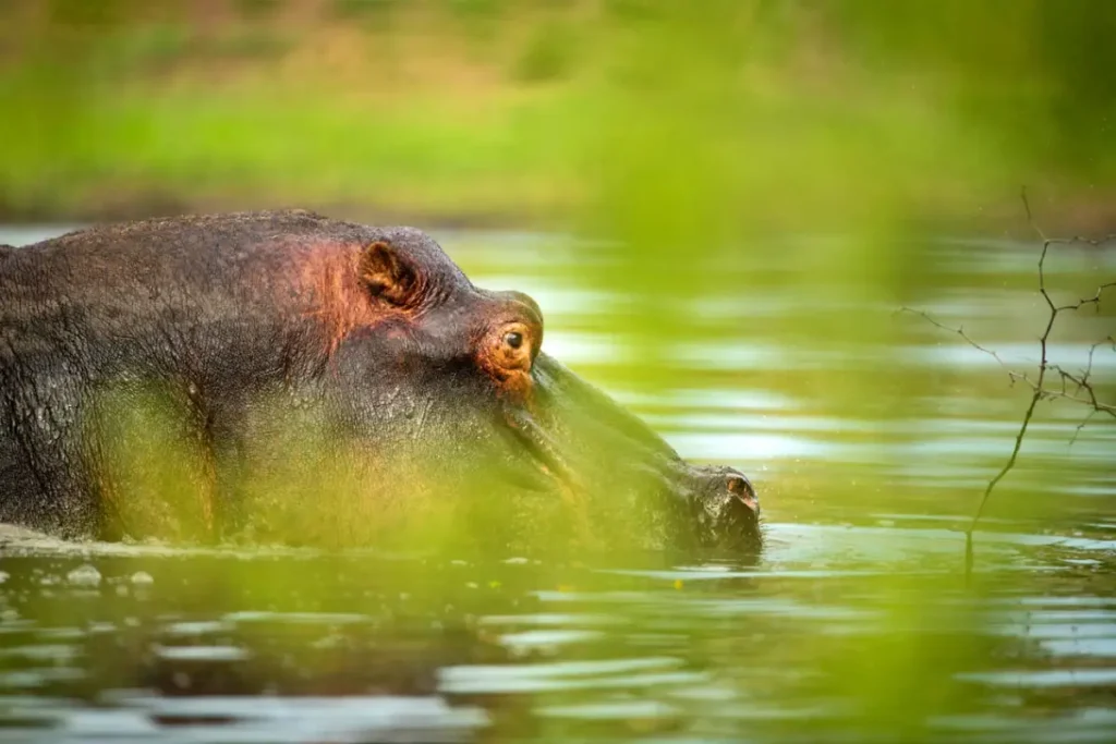 sknp_wildlife_hippo_may_2023_ross_couper_knp_5746 - Wakari Africa Safaris