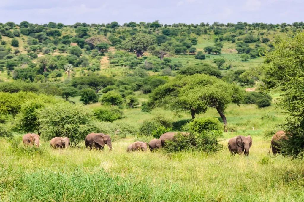 tarangire_national_park - Wakari Africa Safaris
