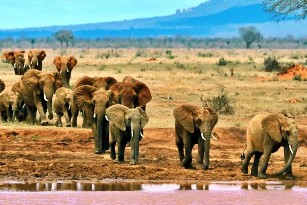 tsavo-east-national-park-banner - Wakari Africa Safaris